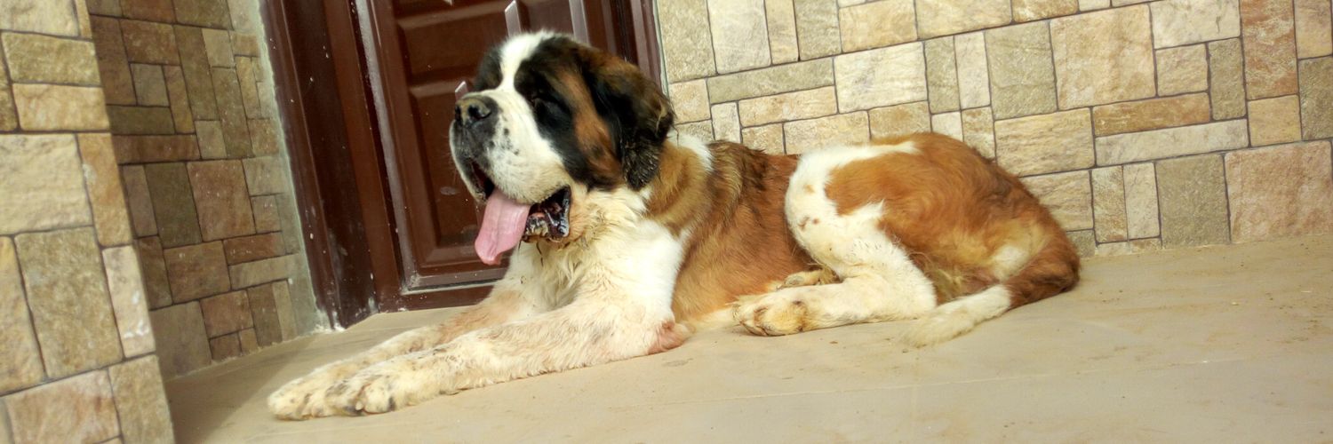 Bsquaredkennels(Verda Citizen) (Avive Citizen) banner