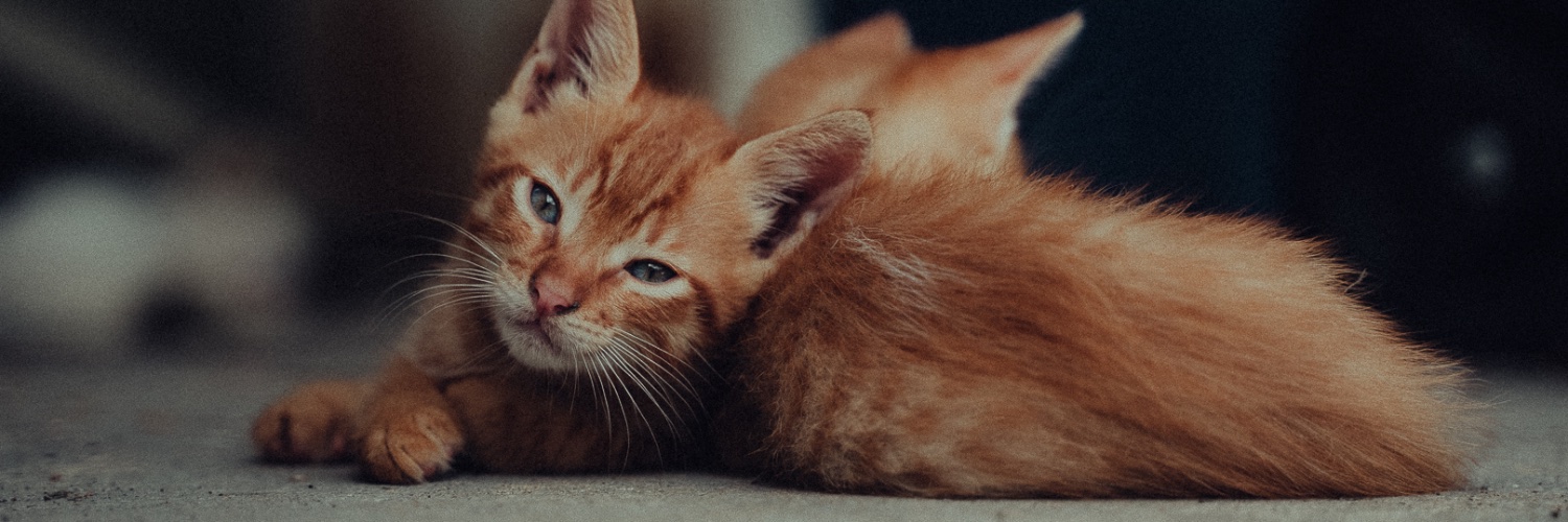 crazycatguy banner