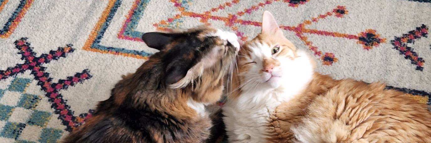 hiro (the orange cat) banner