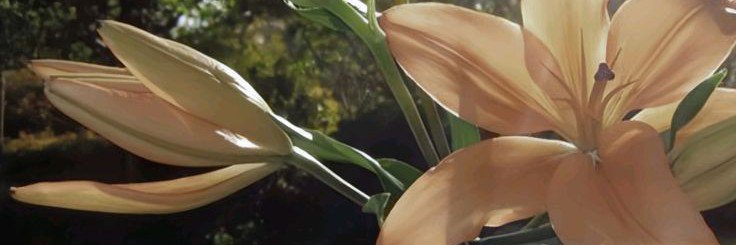 meirsmed's profile banner image