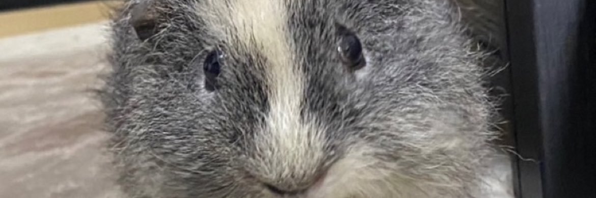 しょう banner