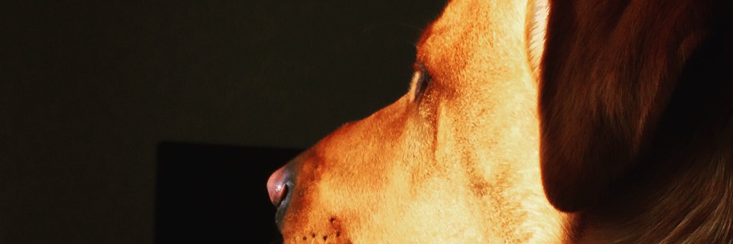 GeorgianaDando's profile banner image