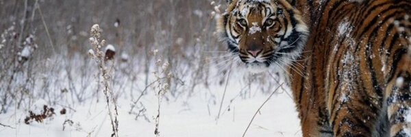 vijay_aegis Profile Banner