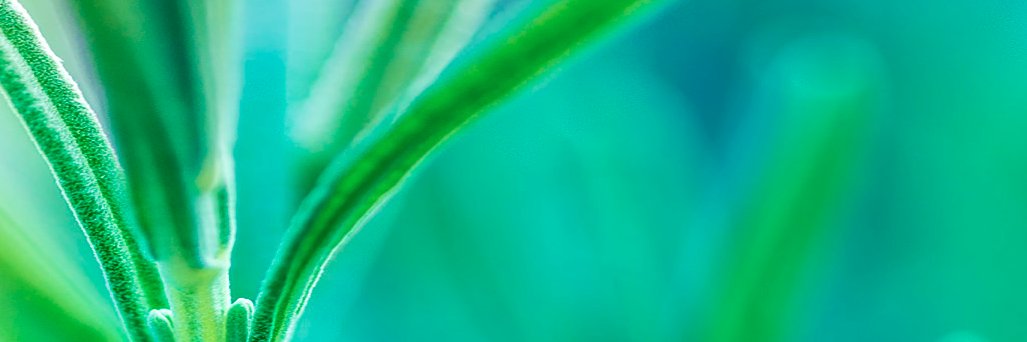 ominae's profile banner image