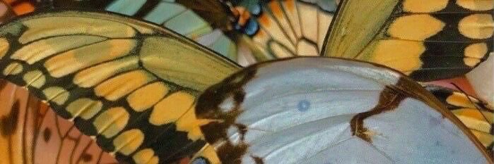may🐇 banner