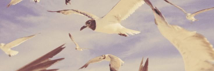 G⸆⸉ 🌸 banner