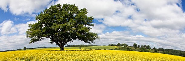 dfabbro9's profile banner image