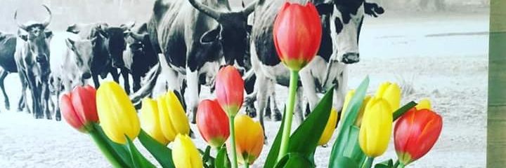 Michell_Lee2's profile banner image