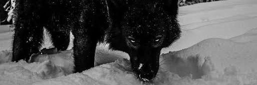 Black Wolf 🐺 banner