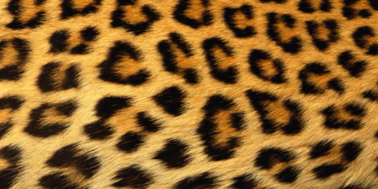 gabycohen1995's profile banner image