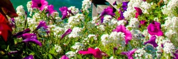 mariah03470247's profile banner image
