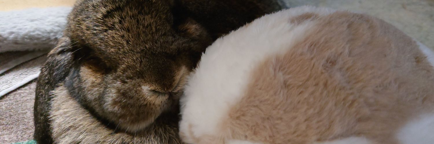 KamuiForest's profile banner image