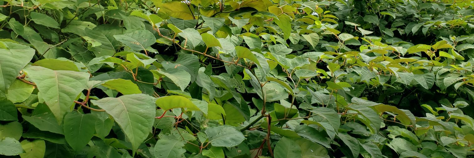 जेन्जी पेरुको शेरु banner