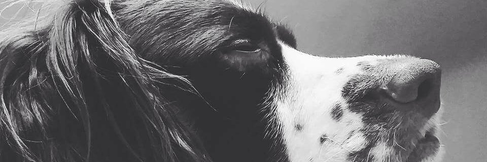 PrinceofDogs1's profile banner image