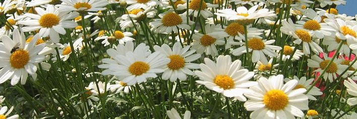 Daisy 🌼 banner