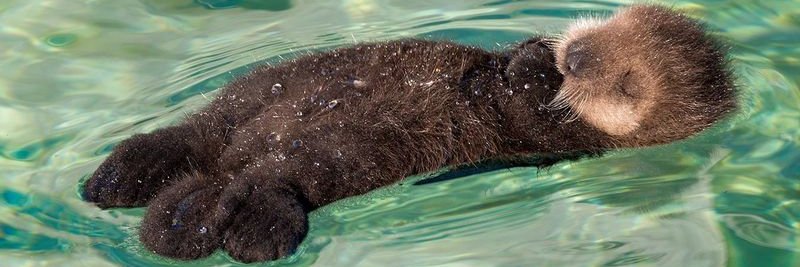 oliviantidisestablishmentarianotter's banner