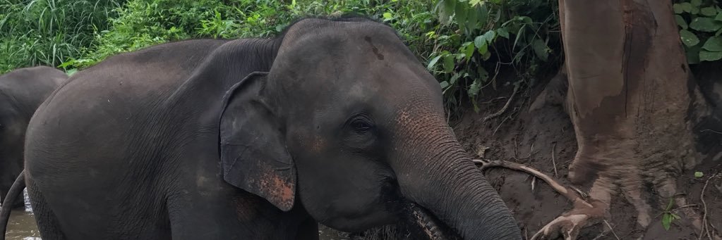 APattii's profile banner image