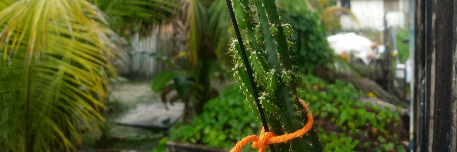 Felipececim's profile banner image