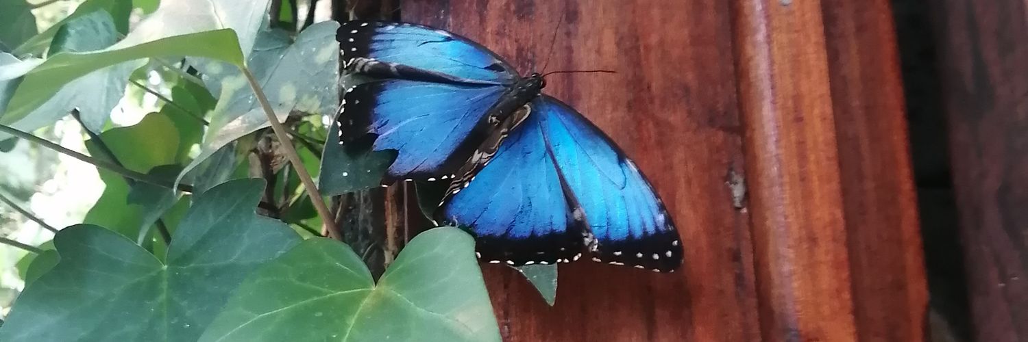 Mirtha Pinedo banner