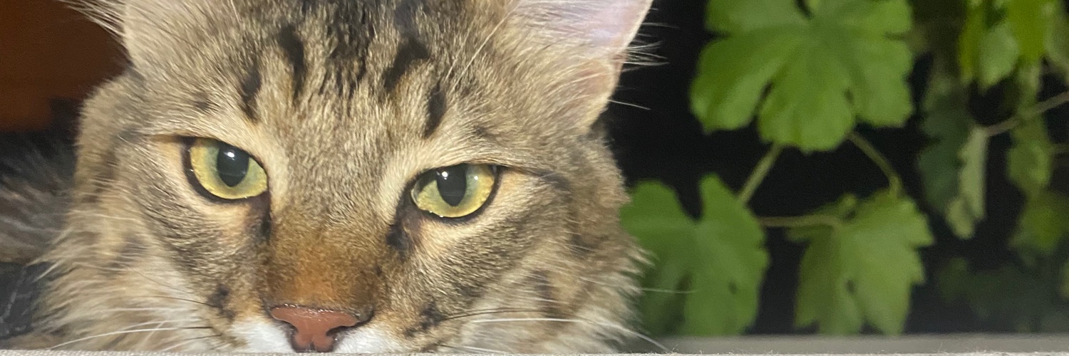 Açılay Süeda Toraman banner