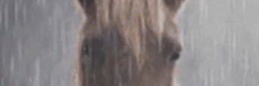 scort pilgroom banner