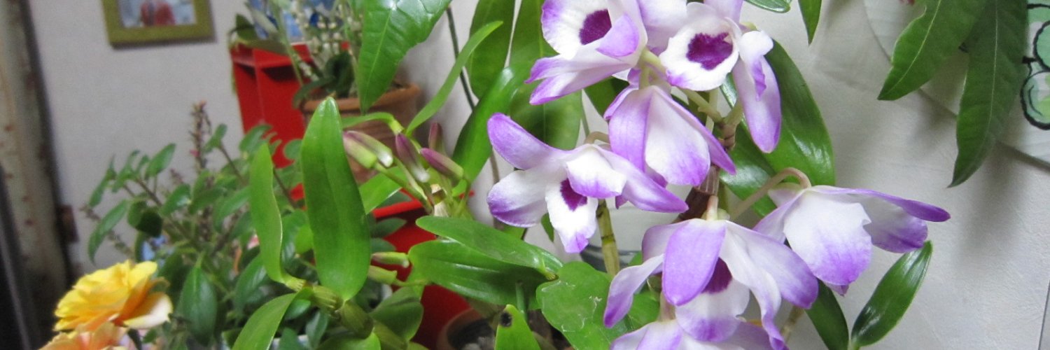 kitati244's profile banner image