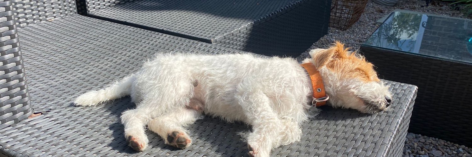 Elizabeth Laino 🔶🇪🇺🌎 banner