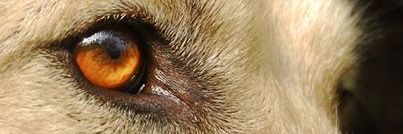 BeeloWars's profile banner image
