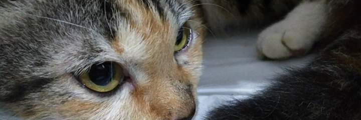 Kyoucatshu banner