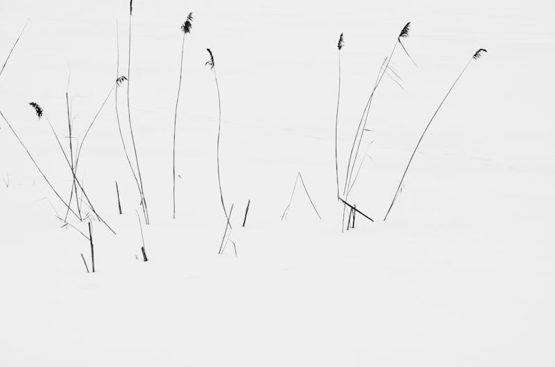 ownyaydee's profile banner image