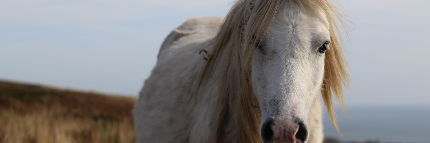 GowerPonies's profile banner image