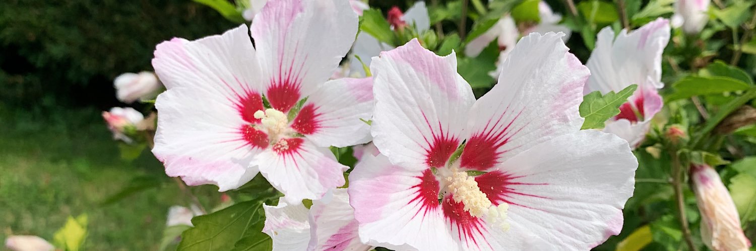 marie_bger's profile banner image