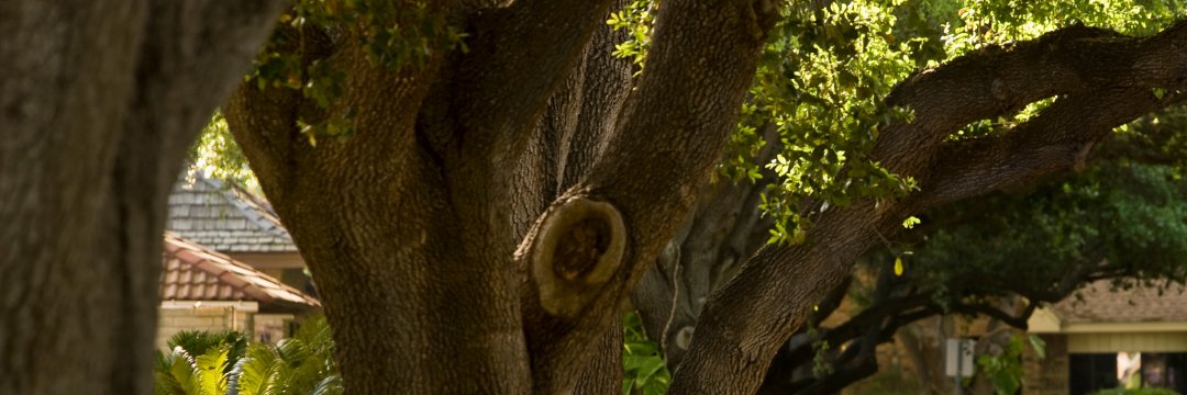 RTECtreecare's profile banner image