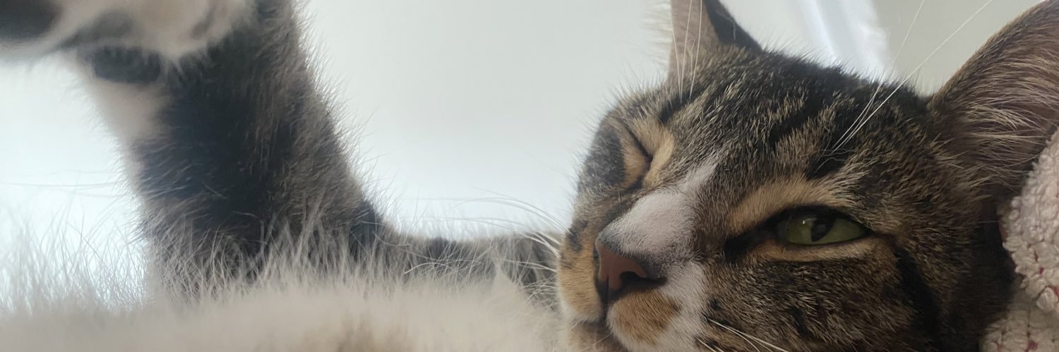 tibbeiro's profile banner image