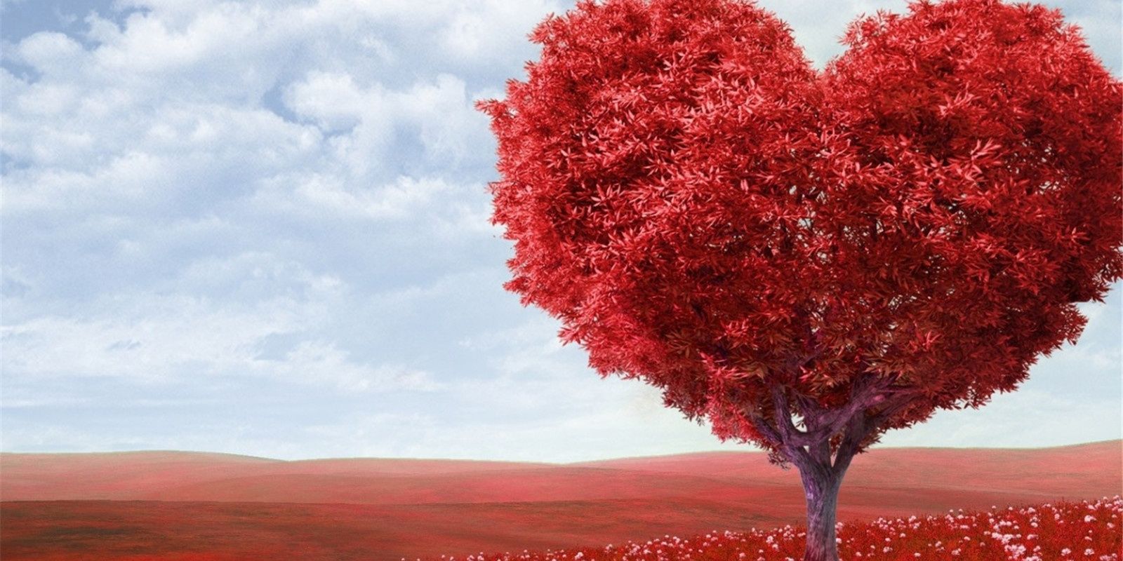 sonilyk1's profile banner image