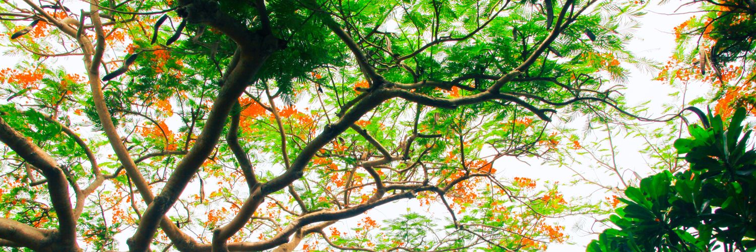 akhi_optimistic's profile banner image