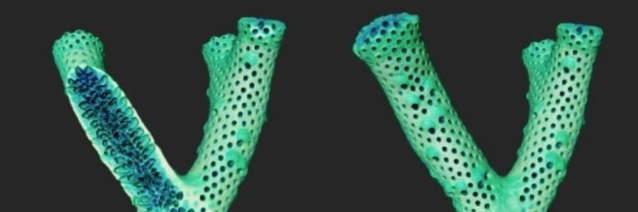 Marine calcifiers banner