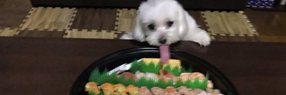 ぷーどる🍣 banner