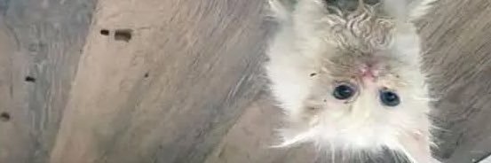 FurryButtRape's profile banner image