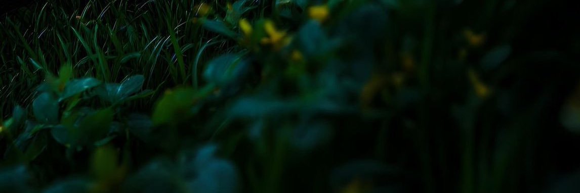 TrampolineSTNR's profile banner image