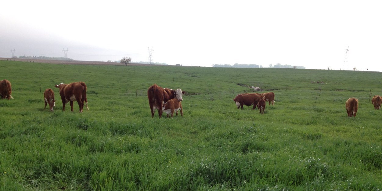 section16cattle's profile banner image