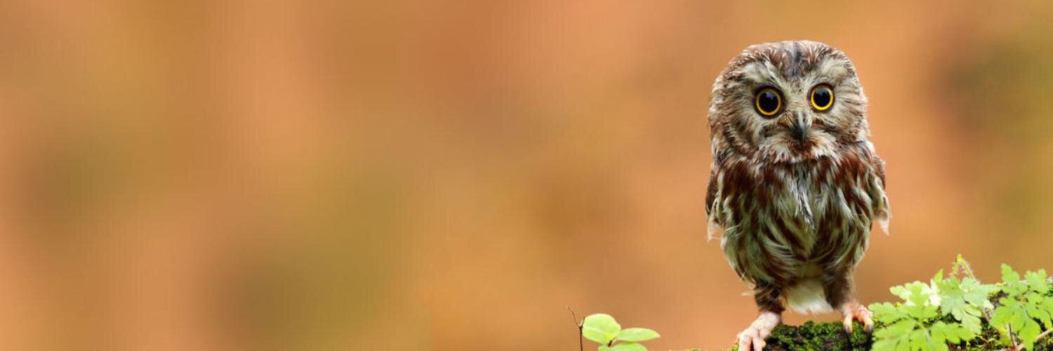 LikeBartSimpson's profile banner image