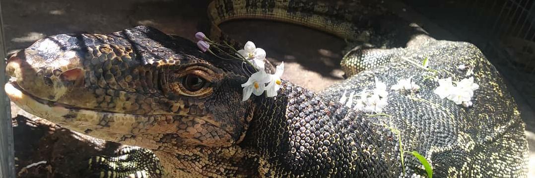 Pet Shop Santa Cruz banner