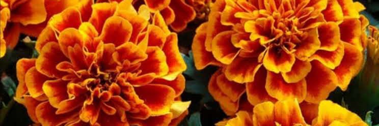 @animmortalmushroom banner