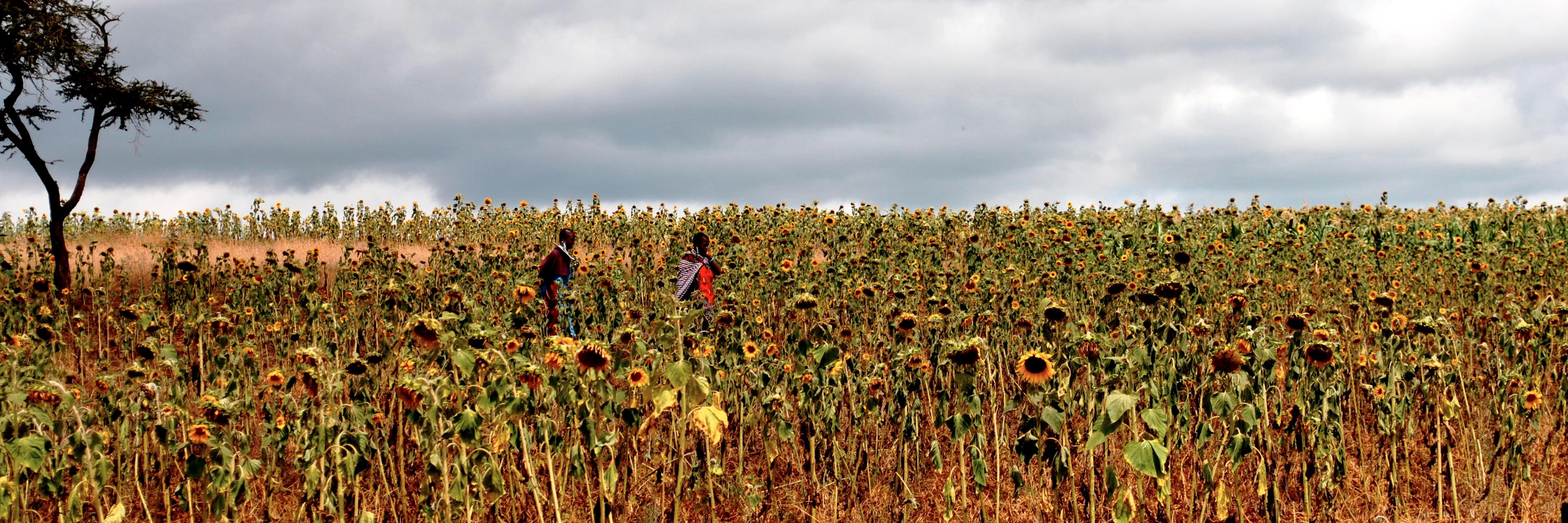 New Markets Lab banner