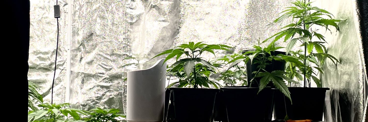 Home Growers 420 Thailand banner