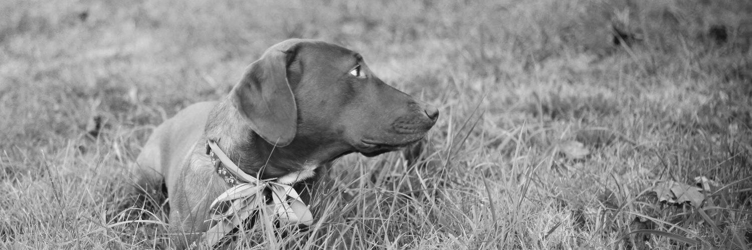 sdboerkircher's profile banner image