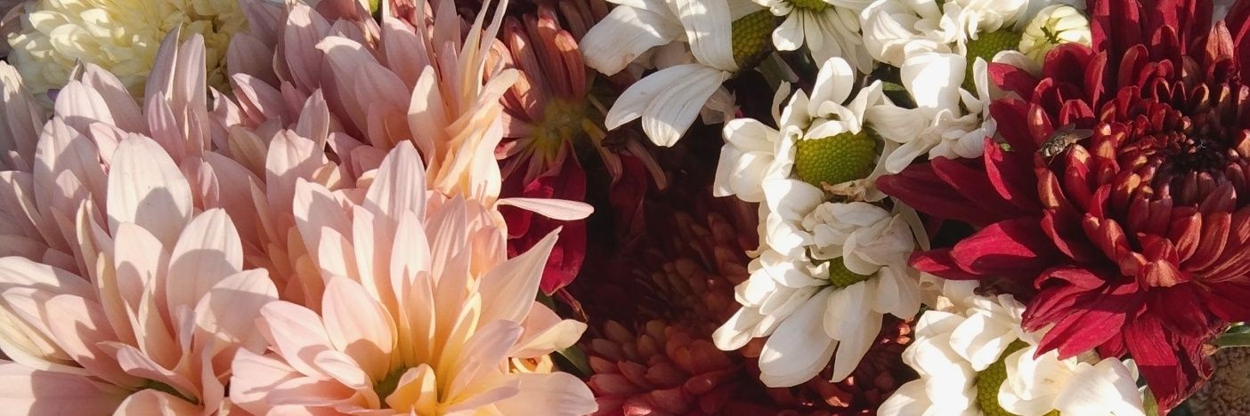 ningie🧁 banner