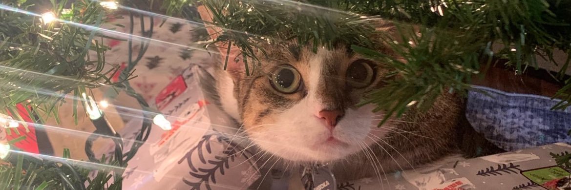 Sallybugg2017's profile banner image