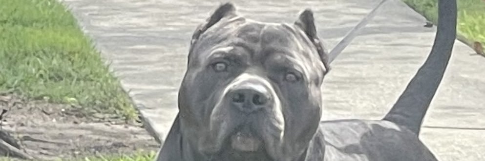 dee_manuel_13's profile banner image